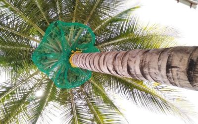 Coconut Tree Safety Nets in Bangalore | Call 9148831273 for Price