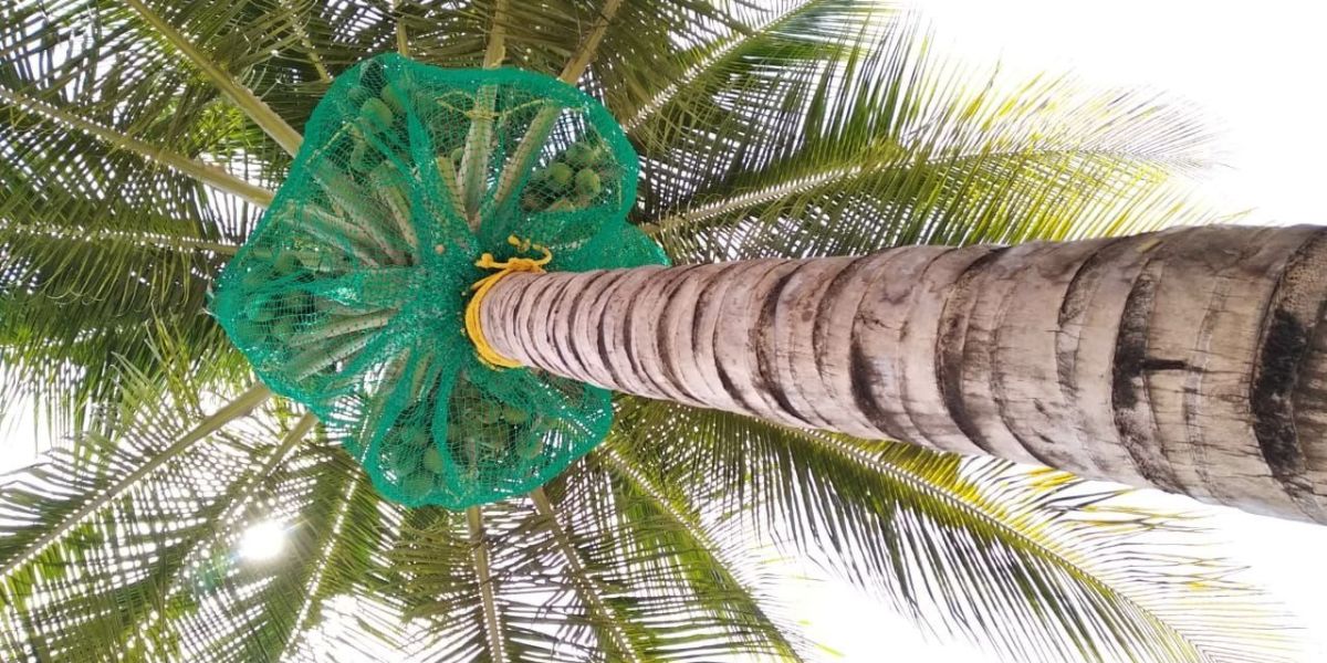 Coconut Tree Safety Nets in Bangalore | Call 9148831273 for Price